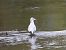 Larus delawarensis © Serafín Alarcón