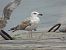 Larus cachinnans © Serafín Alarcón