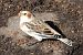 Snow Bunting - Juan Manuel Pérez de Ana