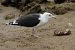 Kaio beltza (Larus marinus) © Alfredo Valiente
