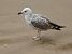Larus cachinnans © Alfredo Valiente
