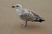 Larus argentatus argenteus © Alfredo Valiente