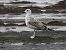 Gaviota del Caspio (Larus cachinnans) © Alfredo Valiente