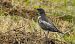 Turdus torquatus torquatus  - David Santamaría