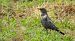 Turdus torquatus torquatus  - David Santamaría