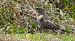 Turdus torquatus torquatus  - David Santamaría