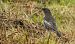 Turdus torquatus torquatus  - David Santamaría