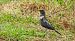 Turdus torquatus torquatus © David Santamaría