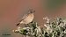Pitxartxar burubeltza (Saxicola rubicola) © Kepa Aldama
