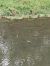 Txilinporta txikia  - Jose Ramon Labrador Rodriguez
