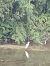 Koartza zuria (Ardea alba) © Jose Ramon Labrador Rodriguez