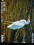 Koartza zuria (Ardea alba) © Jose Ramon Labrador Rodriguez