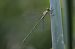 Chalcolestes viridis © Isabel Garnika