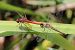 Sympetrum fonscolombii © Isabel Garnika