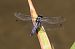 Orthetrum cancellatum © Isabel Garnika