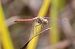 Sympetrum striolatum © Isabel Garnika
