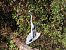 Koartza hauskara (Ardea cinerea) © Jose Manuel Unanue