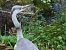 Koartza hauskara (Ardea cinerea) © Jose Manuel Unanue
