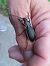 Carabus splendens © Jose Manuel Unanue