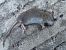 Wood Mouse (Apodemus sylvaticus) © Jose Manuel Unanue