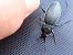 Carabus splendens  - Jose Manuel Unanue