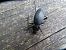 Carabus splendens © Jose Manuel Unanue