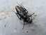 Carabus splendens  - Jose Manuel Unanue