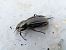 Carabus splendens  - Jose Manuel Unanue