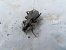 Carabus splendens © Jose Manuel Unanue