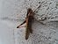 Chorthippus brunneus  - Jose Manuel Unanue