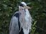 Koartza hauskara (Ardea cinerea) © Jose Manuel Unanue