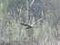 Western Marsh Harrier - Aitor Urrutia