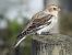 Snow Bunting - Aitor Urrutia