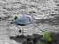 Koartza hauskara (Ardea cinerea) © Juana Oyanguren