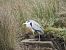Koartza hauskara (Ardea cinerea) © Juana Oyanguren
