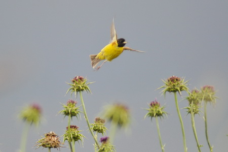 Zigolo capinero  - Riccardo Molajoli