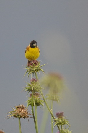 Zigolo capinero  - Riccardo Molajoli