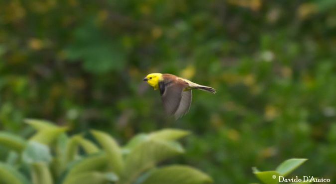 Passera dorata  - Davide D'amico