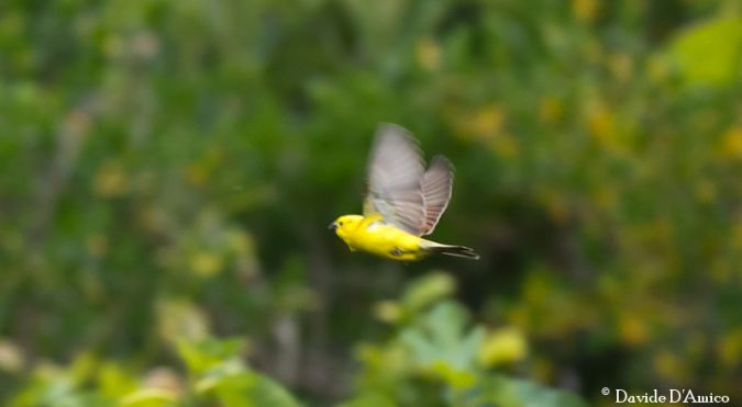 Passera dorata  - Davide D'amico