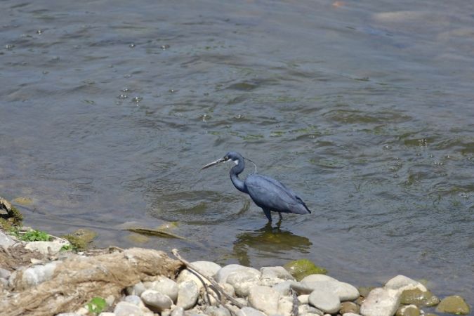 Airone schistaceo  - Giuliano Gerra