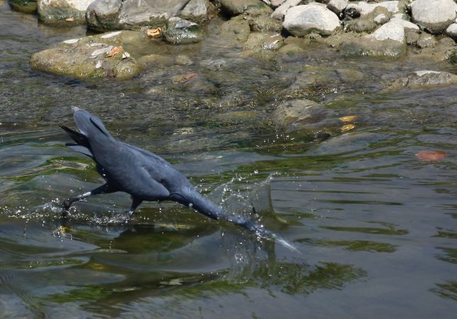 Airone schistaceo  - Giuliano Gerra
