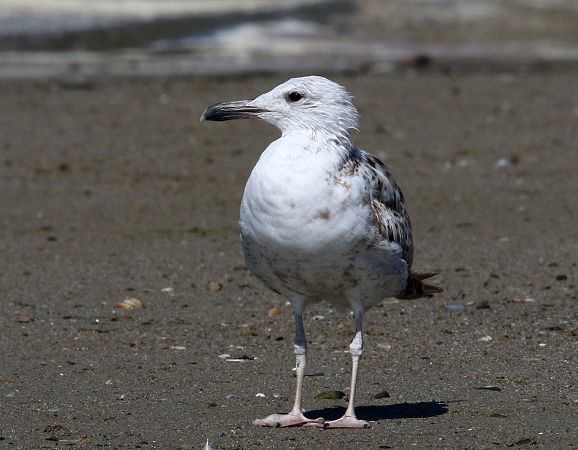 Caspian Gull  - Enrico Viganò