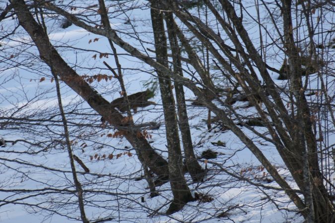 Chat forestier  - Adriano Buttolo Cfr (FVG)