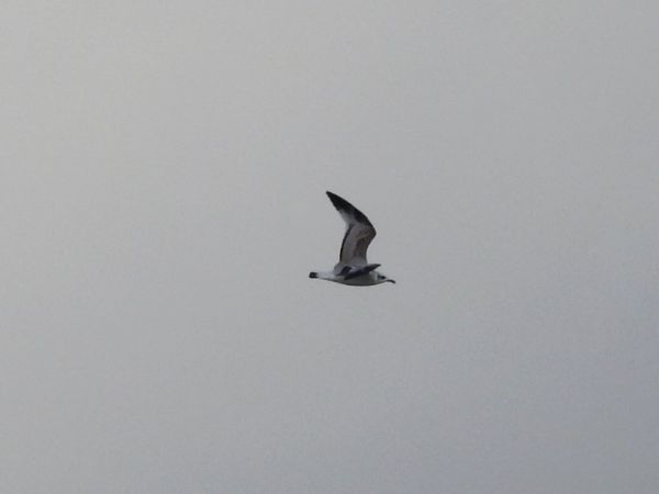 Mouette mélanocéphale  - Dario Salemi