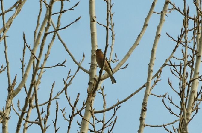 Eurasian Chaffinch  - Massimo Gigante