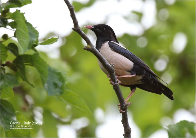 Rosy Starling  - Luca Boscain