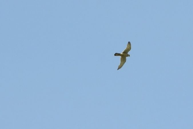 unidentified Falcon  - Maria Rita Gelso