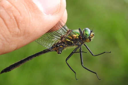 Somatochlora metallica  - Alessio Martinoli
