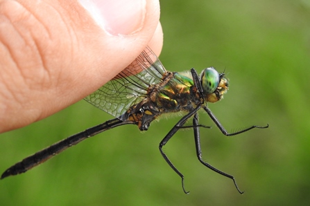 Somatochlora metallica  - Alessio Martinoli