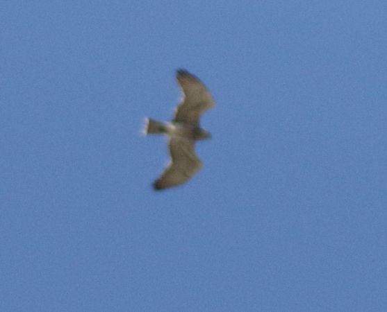 Short-toed Snake Eagle  - Marco Pantalone